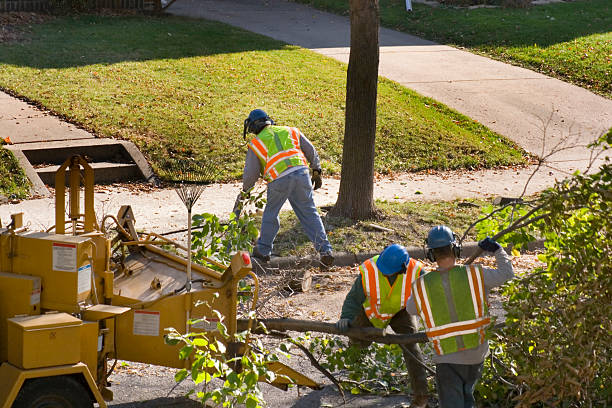 The Steps Involved in Our Tree Care Process in Proctor, MN